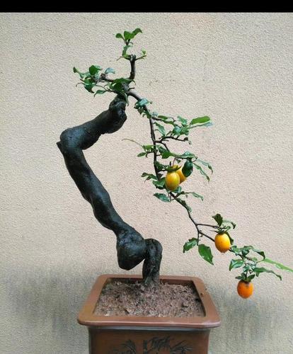 花似瓶,香如兰——三谈金弹子的花