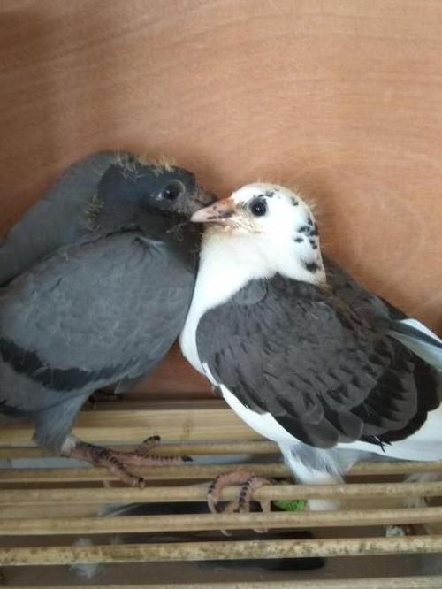 这是二十三天的鸽子,很快就可以起飞了.看起来是不是相差很大.