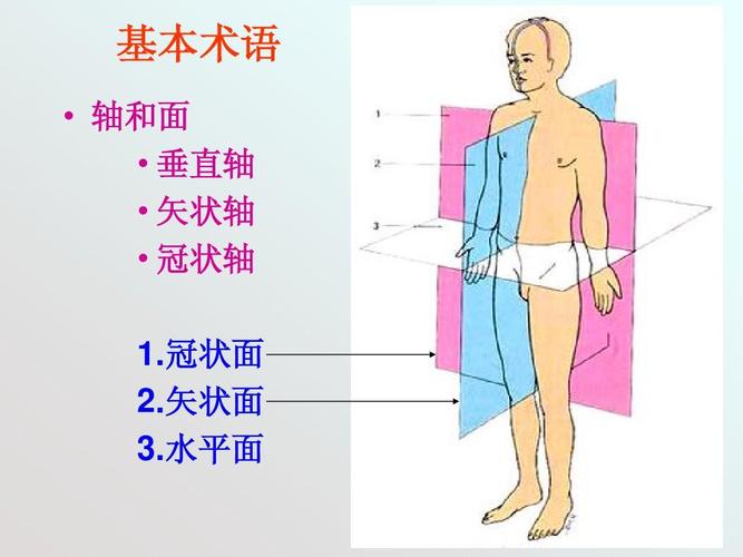 矢状面 3.水平面