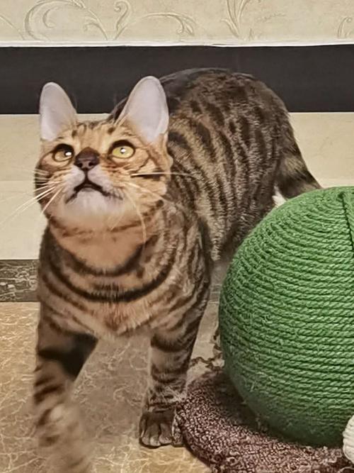 虎猫 手机随拍侄女的宠物