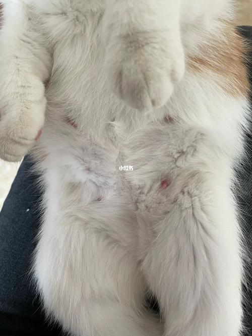 求助小猫是不是怀孕了_怀孕_猫咪_疫苗_大理白族自治州中级人民法院