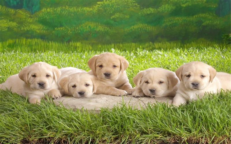 精选在草地上玩耍的五只小狗可爱乖巧素材图片桌面壁纸下载