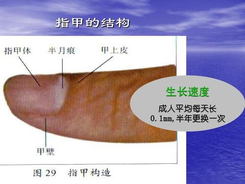 指甲的结构 生长速度 成人平均每天长 0.1mm,半年更换一次