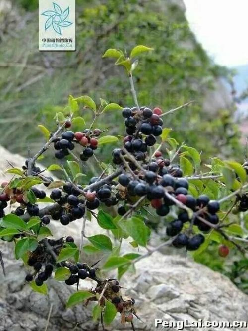 小叶鼠李树的图片