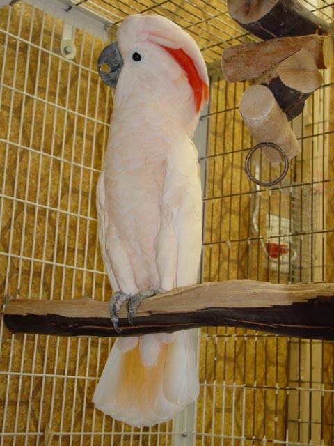 target="_blank" href="/item/凤头鹦鹉科">凤头鹦鹉科 /a>的 a