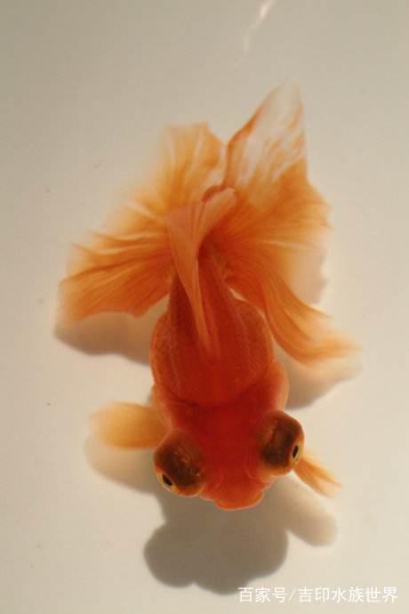 不认识金鱼的进来看看,十二种常见金鱼附图介绍