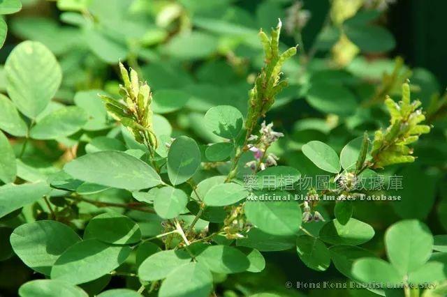 与狗有关的中药