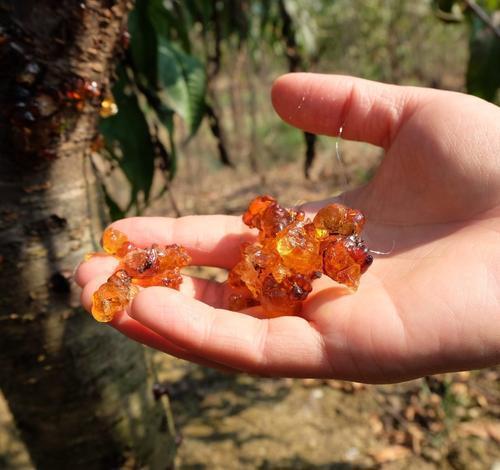 原创这种胶只在桃树上有价值比桃子还高人称桃胶数量少