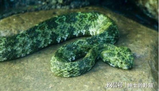 国内被传最毒的蛇,莽山烙铁头实力究竟如何?有没有传说中的强?