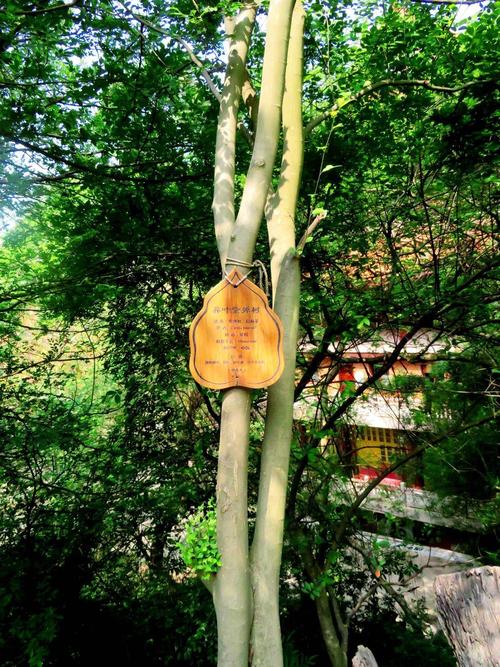 异叶紫弹树树身高大日本朝鲜也有分布