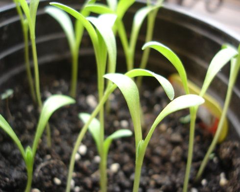 【clover花草】小苗集合了