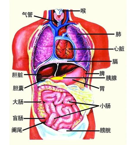 人体五脏六腑器官分布图