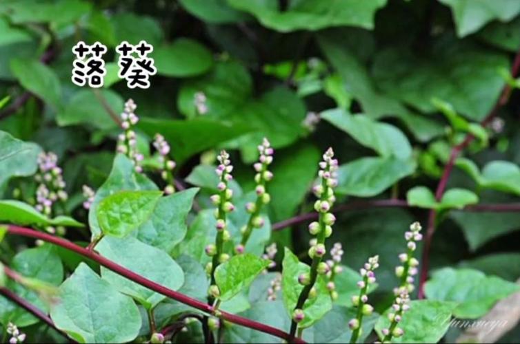 海南的这些野菜你见过吗?吃过吗?