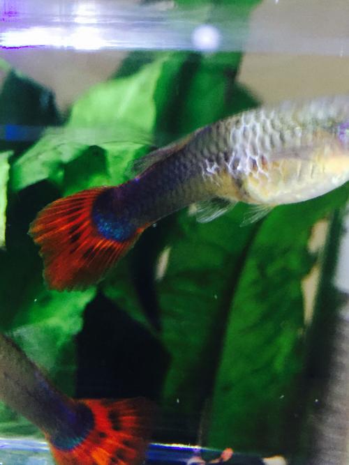 孔雀鱼是炸鳞还是别的原因吗?