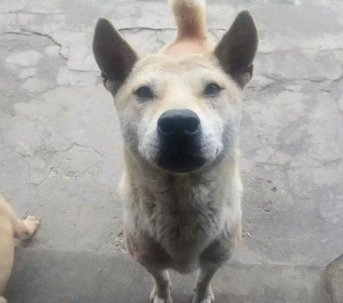 大小山猎犬,杂斗—广西柳州宠物狗