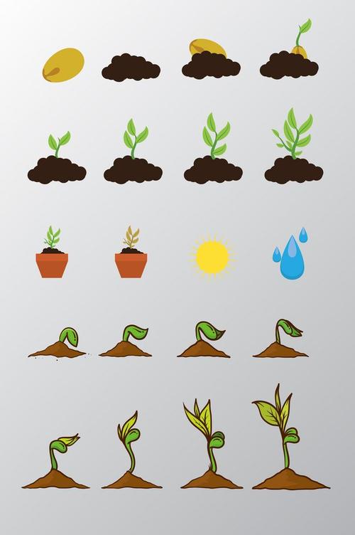 植物生长过程矢量图