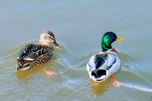 两只绿头野鸭结伴戏水