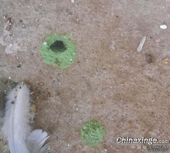 拉绿便两天就死亡 鸽子到底什么病?