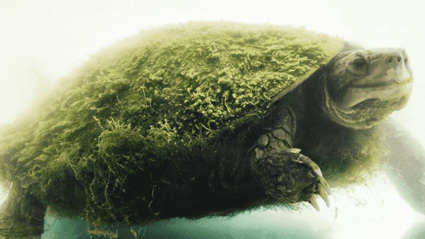 中国四大灵龟是哪四种