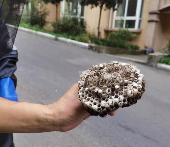 夏秋季节马蜂活跃 青义镇两个月捅了上百个马蜂窝