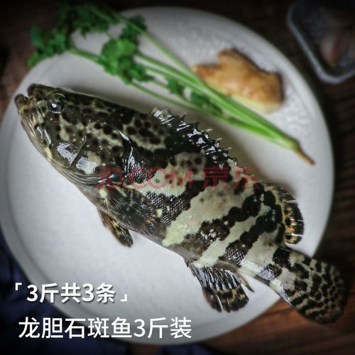 鲜美惊海鲜水产鲜活现杀石斑鱼当天捕捞龙胆鱼珍珠斑深夜生海鱼新