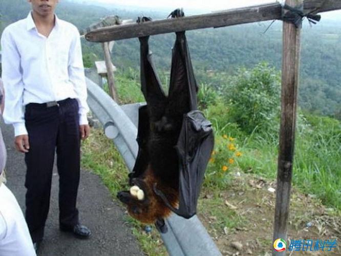 如图所示,这种蝙蝠叫做俾斯麦狐蝠,生活在新几内亚,这种超大体型