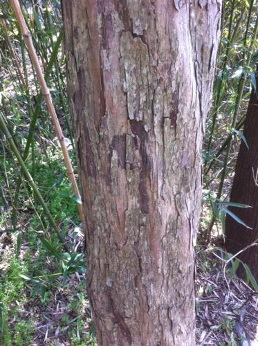 请问师傅,这棵是檀树吗?什么品种,望告知.谢谢!