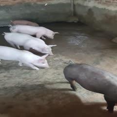 0/头 三元仔猪  土猪苗