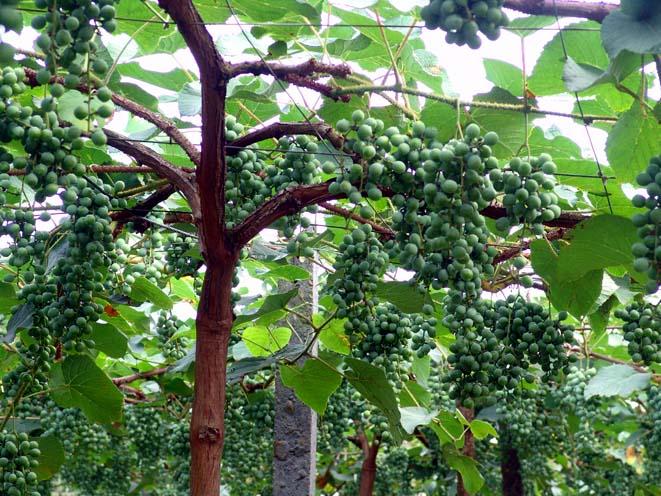 du caill.) foex.)是葡萄科葡萄属植物.木质藤本.