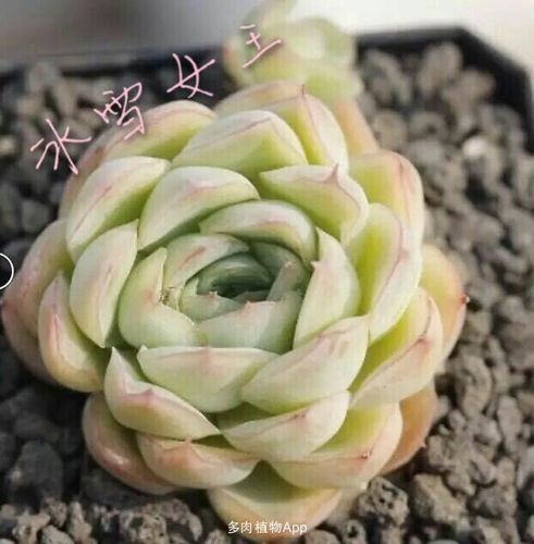 家有鲜肉                  请问冰雪女王和雪之女王是一种吗?