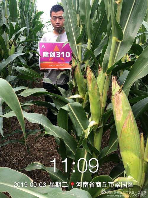 最新双国审超级红轴玉米——隆创310强势来袭!你准备好了吗?