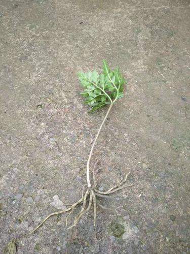 一朵云叶 *生一朵云一首货源