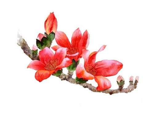 用水彩画画木棉花的方法和步骤是怎么样的呢?