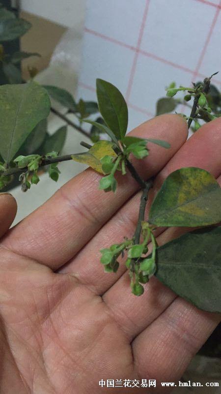 请教一下金弹子公母同株问题