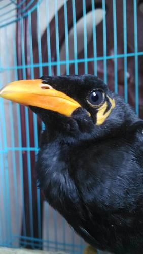 请各位大神帮忙看看我的鹩哥多大了?公的母的?