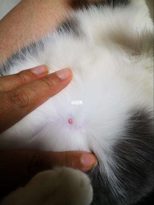 怀孕_猫咪_猫咪