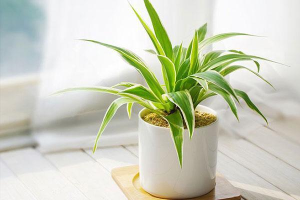 这6种植物水培更比土培美处理一下生长不用再发愁