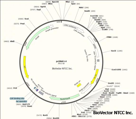 pcdna34细胞高效表达载体可用于悬浮细胞瞬时高效分泌表达