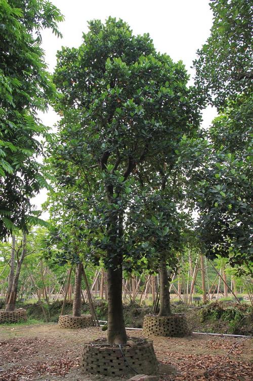 供应树菠萝 胸径:40-42cm;罗先生13902824928_东升镇花木市场和沙溪