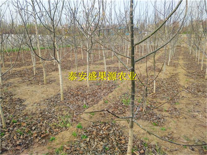 洪山全新清香核桃苗报价清香核桃苗现货供应