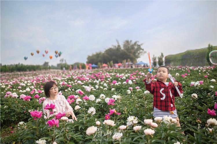 彭山:芍药花海 乐享春光