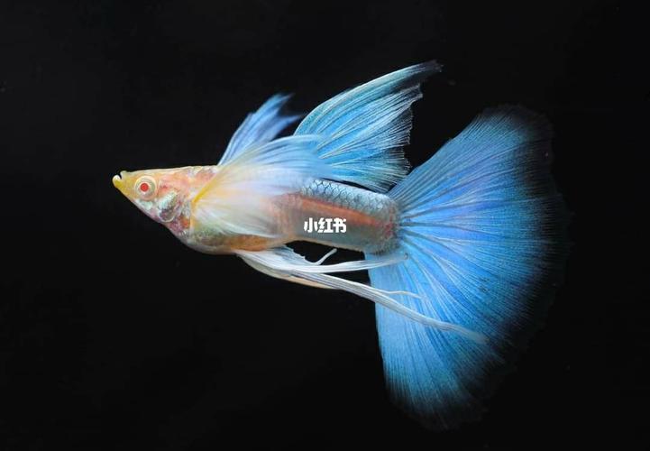 蝶翼缎带蓝礼服白子孔雀鱼_礼服_宠物_宠物其他