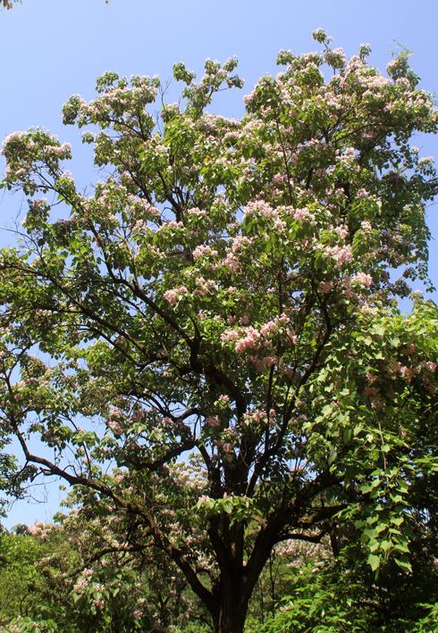 实拍盛开的梓木树花(图,文)