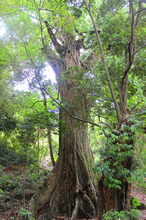 岭南米椎王之乡荔竹坝