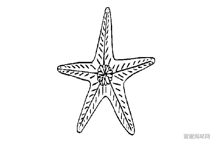 各种海星的画法