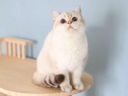 英短金点弟弟猫猫