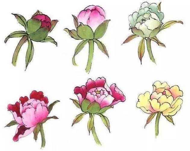 没骨法花头的基本画法花蕊的画法花瓣的画法初学画牡丹花