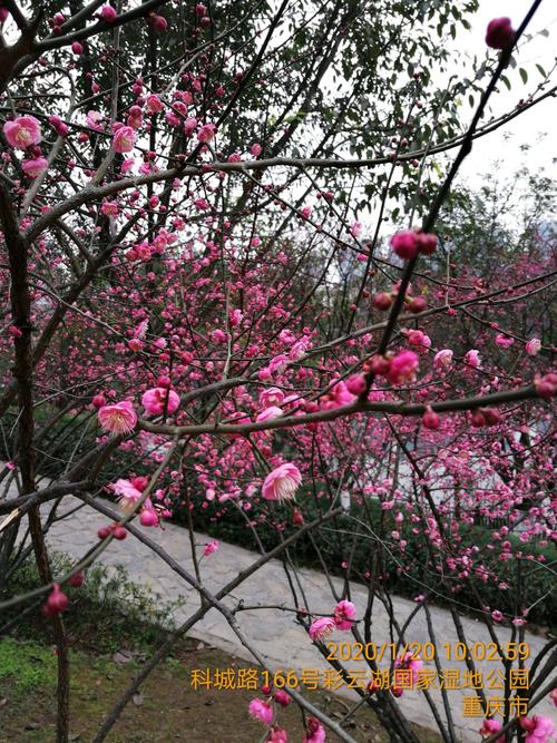 重庆彩云湖国家湿地公园