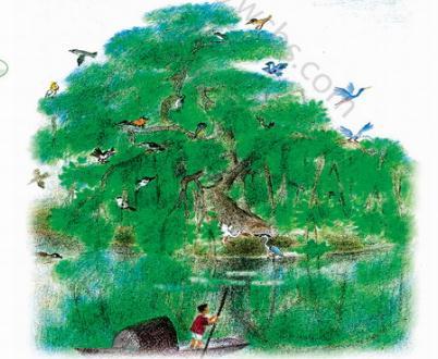 《鸟的天堂》读后感小学作文