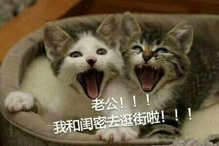 猫喊老公表情包 高清版